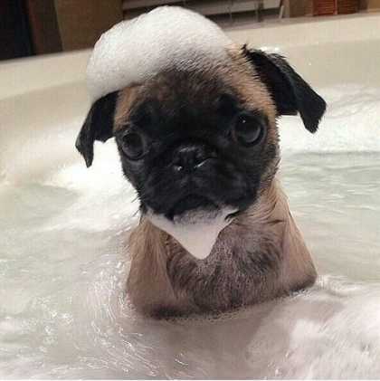 A pug bath time... :) #aww
