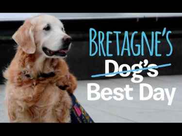 Bretagne, the last known 9/11 rescue dog, honored with best birthday ever
