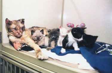 Mother cat burned herself as she rescues her five kittens from Brooklyn fire...