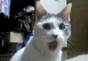#Funny_cats: Whoaaaa! I don't know why is this cat's mouth wide open...