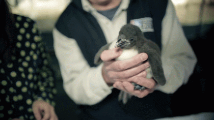 Omaha zoo names penguin chick after Peyton #Manning