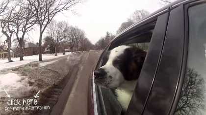 Do you know what a #dog is thinking when he sticks his head out the window of a moving car?