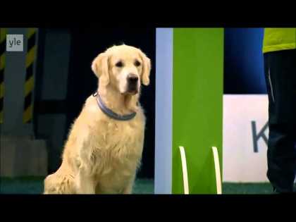 Watch This Golden Retriever Hilariously Lose The Competition...