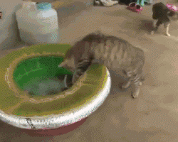 Cat tries to snatch an octopus, he got snatched instead... #LOL