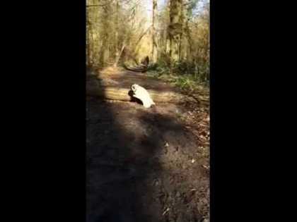 Not all dogs can jump. Watch this pug tries a log jump and ended up a faceplant! #LOL