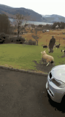 Sheep being a dog