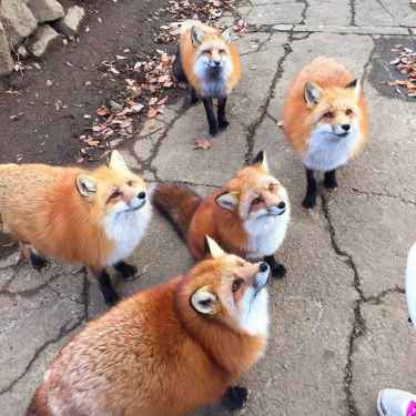 Skulk of #Foxes