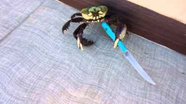 Don't mess with the knife-wielding crab!