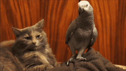 The cat tried to mess with the bird... #LOL