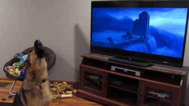 German shepherd joined the howl while watching #Zootopia