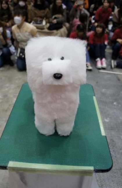 In Japan, dogs are groomed to shape of cubes... #LOL #WTF