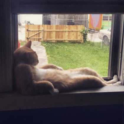 This cat knows how to relax... uncomfortably...