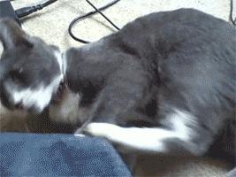 Stop kicking my face or i'll bite you! | #Funny_cats #Fail