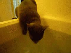 Cat testing the water in the bath tub... | #Funny_cats #Fail