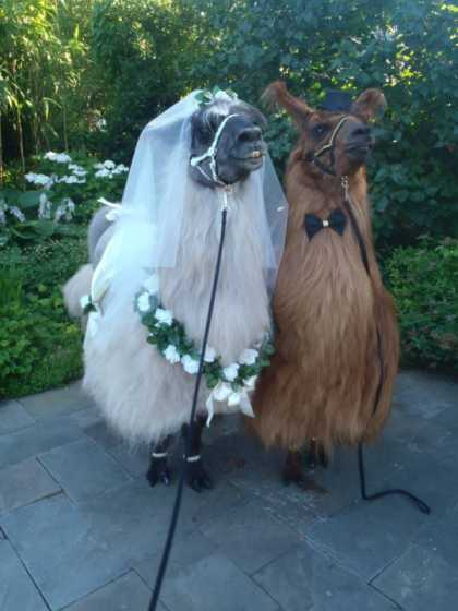 It was a beautiful wedding...