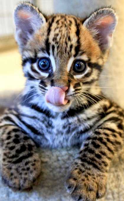 Girls, if you saw me walking with an ocelot kitten... would you pet the kitten or me?
