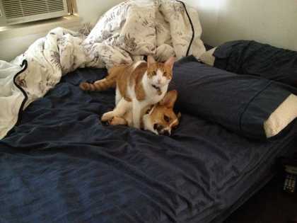 I present to you... cat and corgi couple...