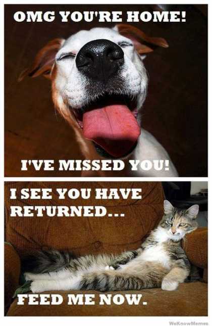 #Dogs vs #Cats