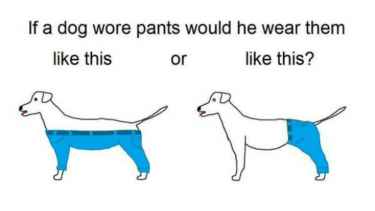 How a dog should wear pants?