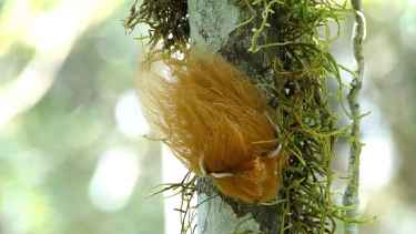 The Caterpillar That Looks Like Donald Trump's Hair