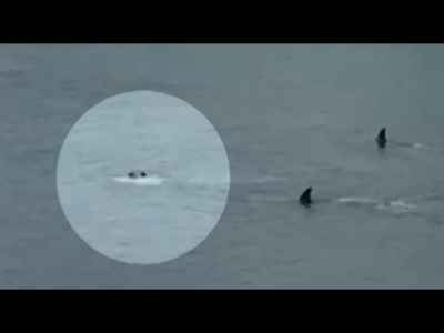 Killer Whales Close in on Kids Swimming in Bay... #Frightening