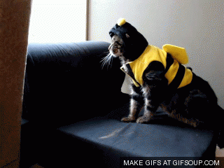 Hilarious gif of cat in bee suit...