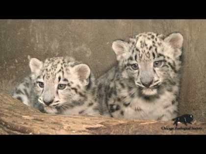 Two Snow Leopard Cubs Born at Brookfield Zoo