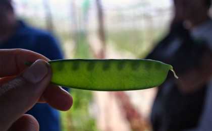 This Spanish #Peas 'Guisante Lagrima' Sells for $350 Per Pound