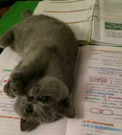 Would you rather study or play with me?