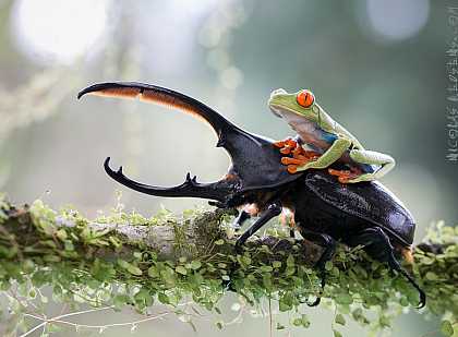 #Photography: #Insects: A Knight And His Loyal Steed