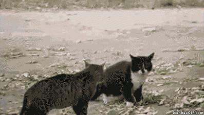 #Funny: #Cats were fighting and then the dog came and said, "Woof!"