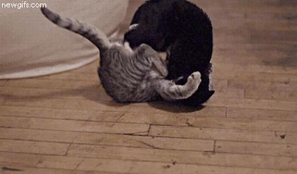 Cat fight scene from the new movie directed by Quentin Tarantino | #funny #cats