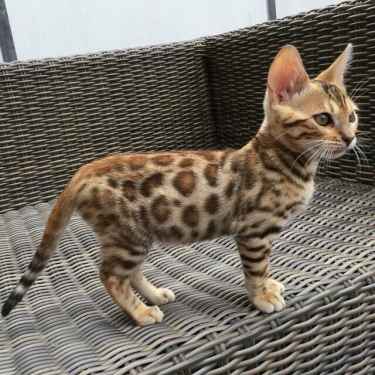 Is this a cat or leopard? #aww