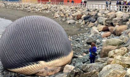 A dead beached #whale is about to explode in a town near Trout River, Newfoundland, #Canada