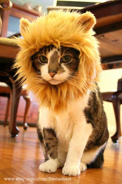 Lion Hat for Cats by Nestasnest on Etsy | OMG #ThisIsCute .. I'm so buying this!