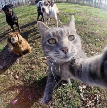 Cats Love Taking #Selfies Too 😾