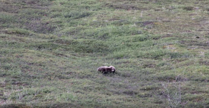 A Grizzly Bear Provides Entertainment To Tourists By Rolling Down The Hill
