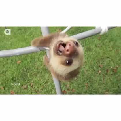Happy Sloth Friday #FunnyVines #Animals