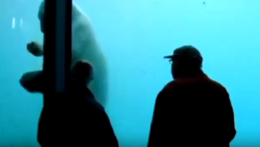 Zoo Polar Bear Throws Rock to Break Aquarium Wall