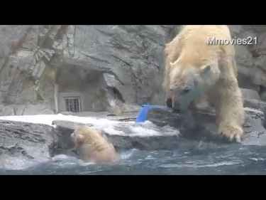 Mama polar bear saves its cub who fell into the pool and couldn't swim
