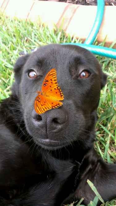 A dog with a butterfly on its nose