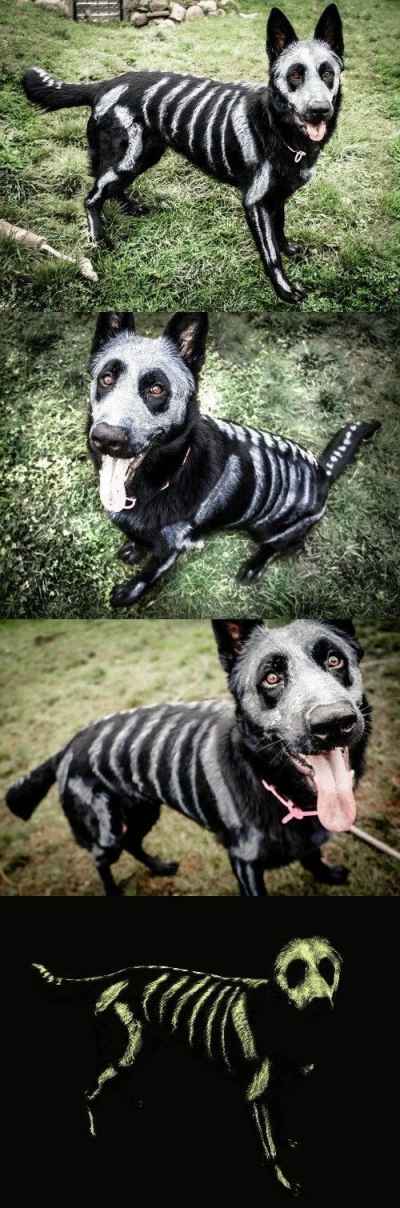 Dog #Halloween Skeleton Makeup 🎃
