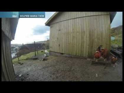 Chickens think it's nighttime at a total solar eclipse... #LOL