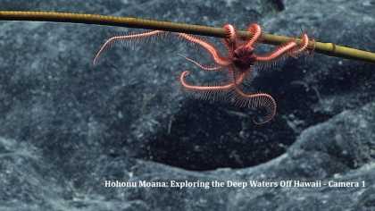 Hohonu Moana: Exploring the Deep Waters Off Hawaii - Camera 1