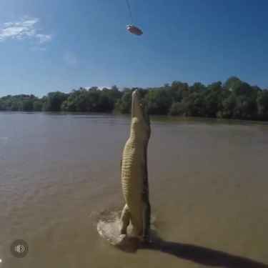 Watch is this croc jumps vertically out of a river!