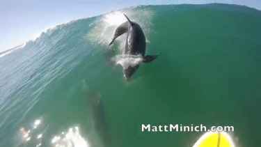 Dolphin Takes Down Paddle Surfer!