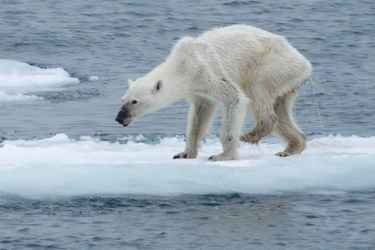 #Science: Is the photo of this starving polar bear proves that climate change is real?