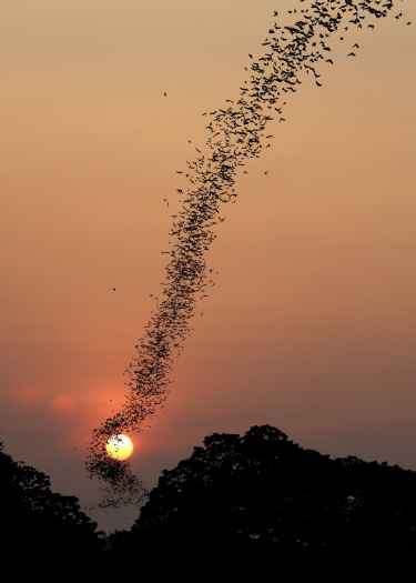 Beautiful Photo of Bats Flying Through The Sunset