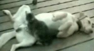 Cat giving dog a shiatsu massage | #funny #cats #dogs