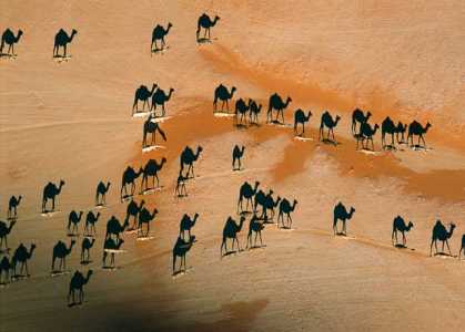 #Photography: National Geographic: Camel Shadows In The Desert Sunset